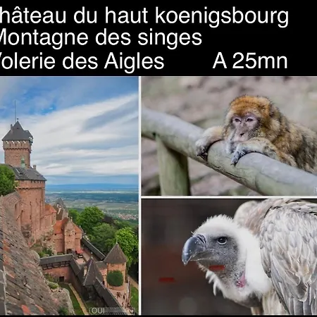 Le Noisetier Proche Europa Park, Rulantica Et Des Marche De Noel En Alsace * Sundhouse